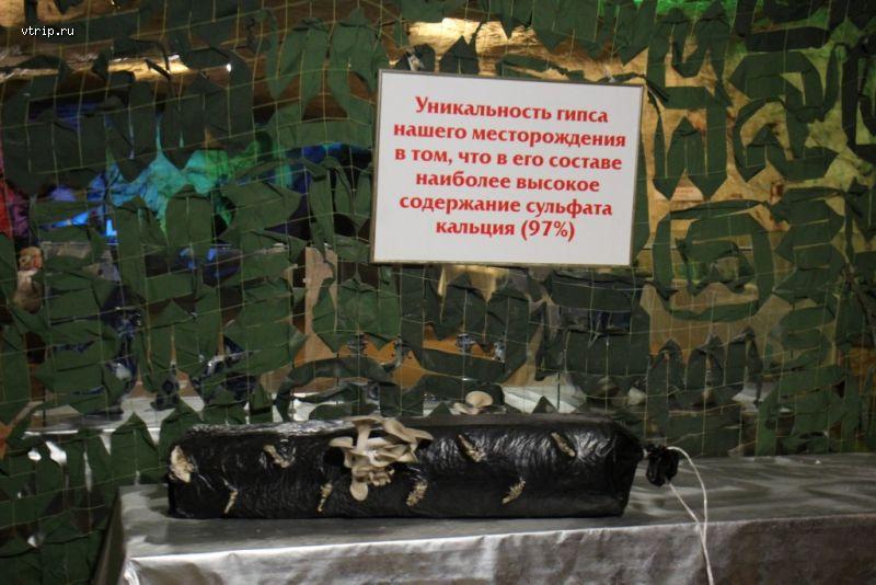 Выращивание грибов