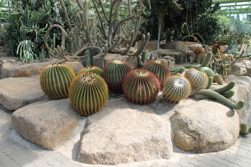 Кактусы