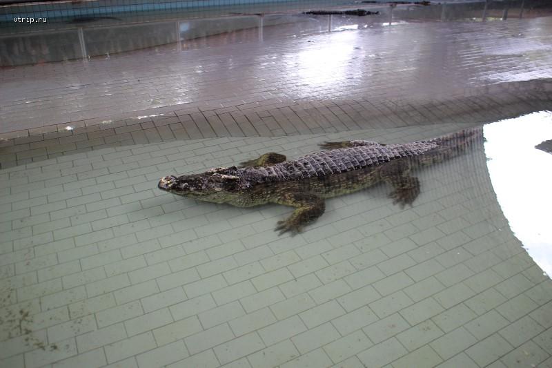 Крокодил