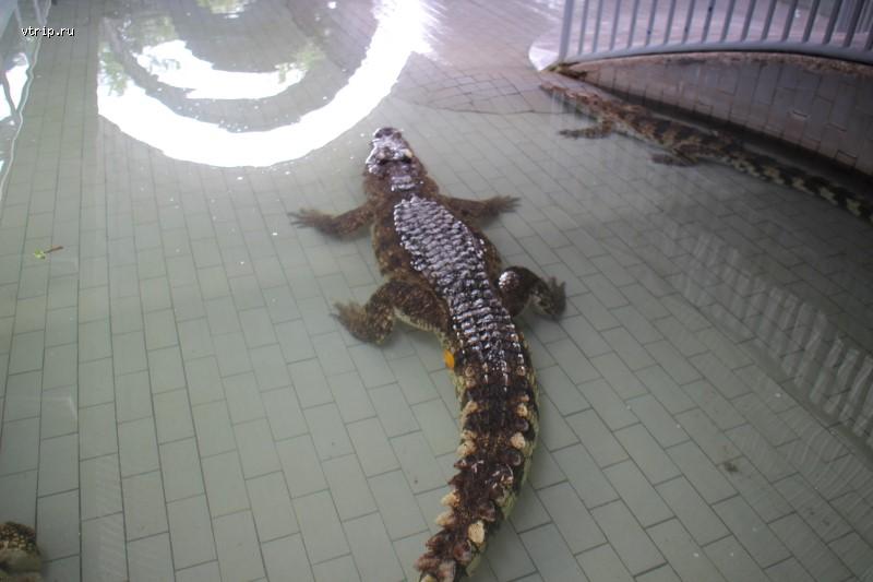Крокодил