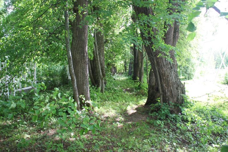 Заросшая аллея