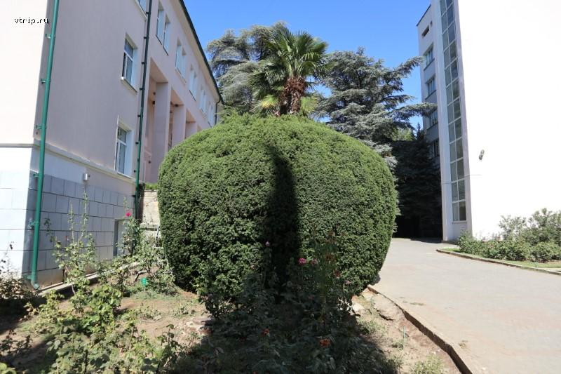 Подстриженный куст